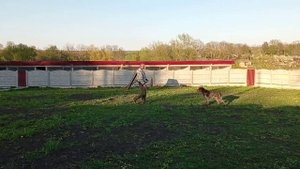 Послушание дратхар Джек