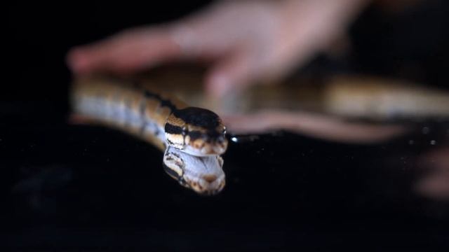 ТОП 5 фактов о Ежах/ Суперспособность которая только у этих животных смотреть онлайн