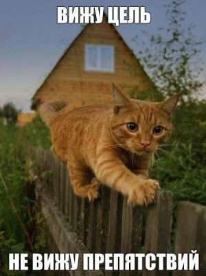 Смешные коты/Подборка