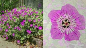 Roberta's 4-Piece Anne's Family Hardy Geranium Live Plants on QVC