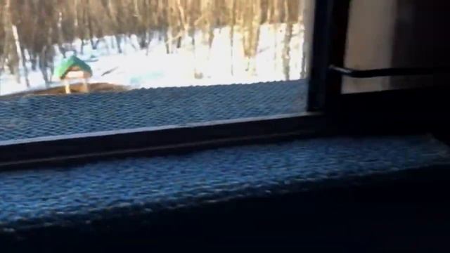 Охота на кабана в Самарской области. смотреть онлайн