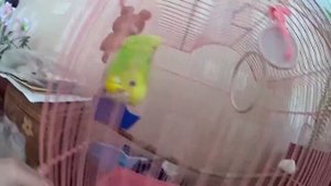 Не хавай или как правильно дрессировать волнистого попугая с помощью гипноза!:)