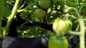 Сорт помидоров-Дюймовочка