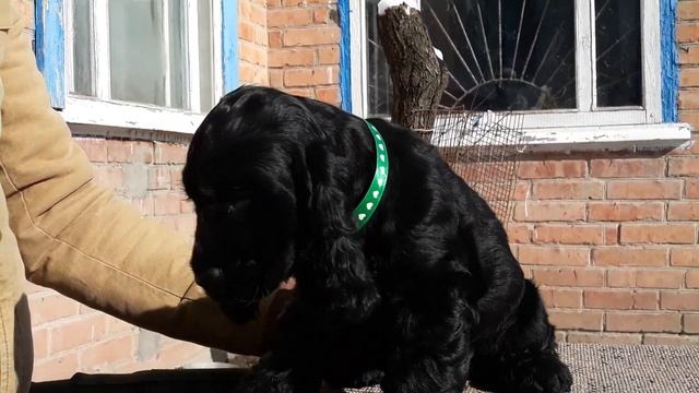 Царство Рыжих Чемберлен смотреть онлайн