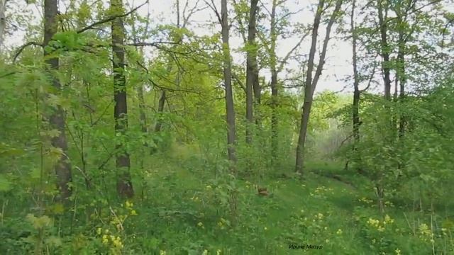 Первоцветы в лесу.  Их польза при авитоминозе. Primroses in the forest.