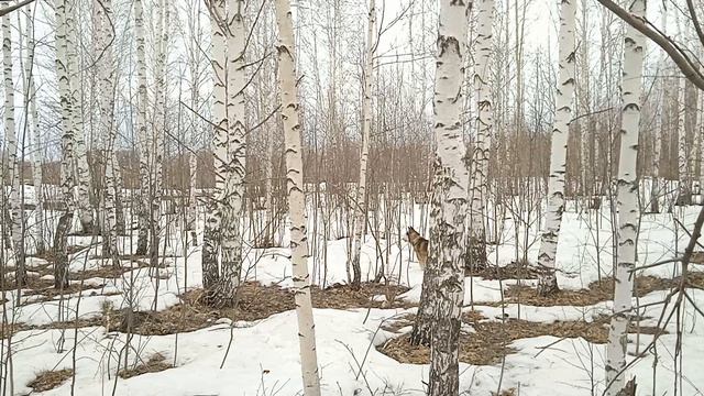 Хаски в весеннем лесу