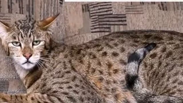 Самые красивые породы кошек - топ 10