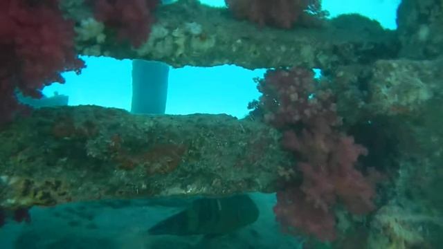 Пример съёмки Nikon aw120 под водой смотреть онлайн