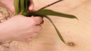 Гнилые корни, ещё одна орхидея с распродажи ( 1-е видео)
