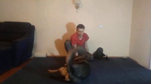 КАК НАУЧИТЬ НЕМЕЦКУЮ ОВЧАРКУ КОМАНДЕ КУВЫРОК| ДРЕССИРОВКА НЕМЕЦКОЙ ОВЧАРКИ| ДРЕССИРОВКА СОБАК