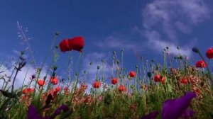 ФУТАЖ ПОЛЕ НЕБО МАКИ