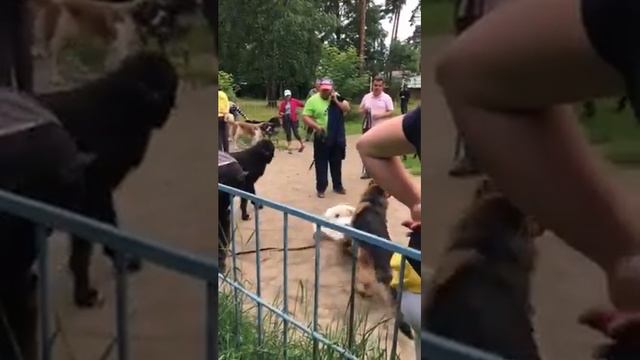 Чёрный русский терьер Онри