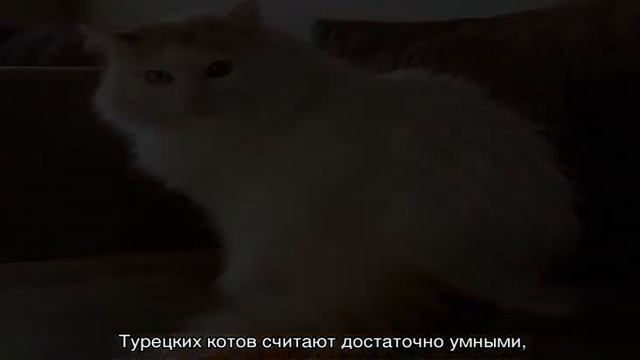 Кошки с разными глазами — примеры как называются породы смотреть онлайн