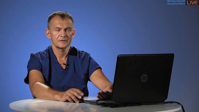 Давайте поговорим об эффективности работы ветеринарного врача. смотреть онлайн