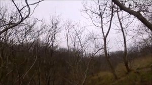 Грибы в дубовом лесу  Ноябрь, конец осени.