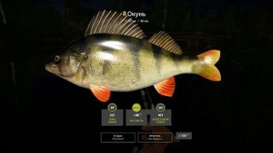 Трофейный окунь • р.Вьюнок • Русская рыбалка 4