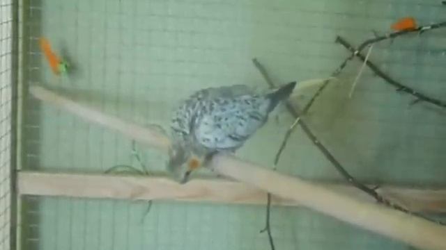 Разведение корелл в зимний период. смотреть онлайн