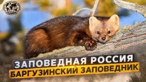 Заповедная Россия. Баргузинский заповедник | @Русское географическое общество.