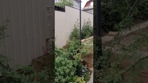 Роза Malvern Hills.Это монстрик в моем саду)