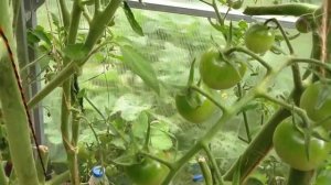 ТОМАТ "ЧЁРНАЯ ЖЕМЧУЖИНА F1". ДЕГУСТАЦИЯ