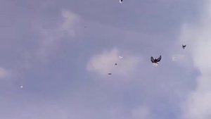 Николаевские голуби Воронежской области, Каменка.