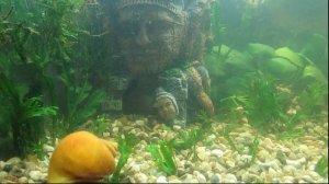 Аквариум 60 литов. Цихлиды, Барбусы, Ампулярии.