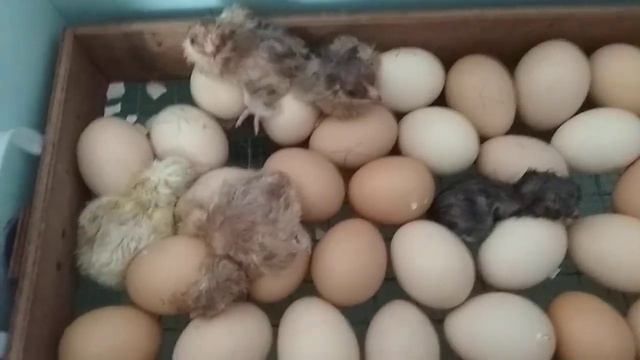 😂Вывелись цыплята. Как различить? смотреть онлайн