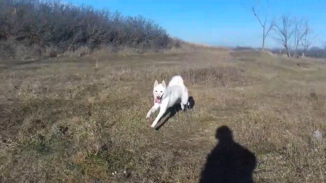 Западно Сибирская лайка главное о породе