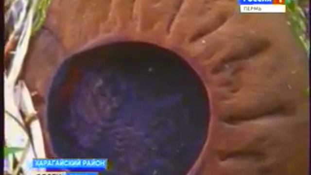 В Карагайском районе найден редкий целебный гриб смотреть онлайн