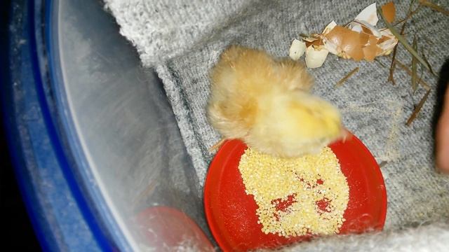 21 ДЕНЬ СИДИТ НАСЕДКА...ПЕРВЫЙ ПОШЕЛ!!! смотреть онлайн