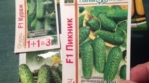 Вот такие семена вкусных огурцов я подготовила к посеву.
