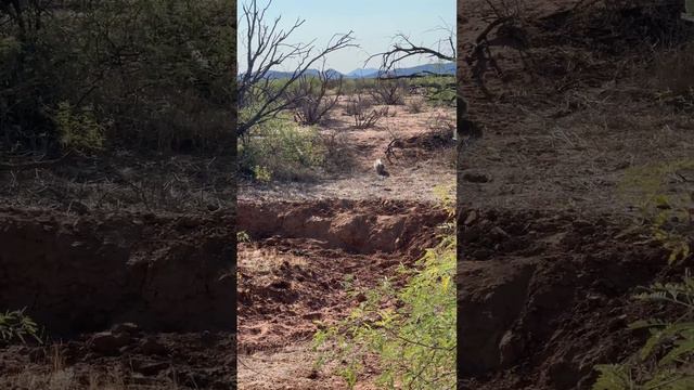 The American badger in Arizona desert Sonoran desert