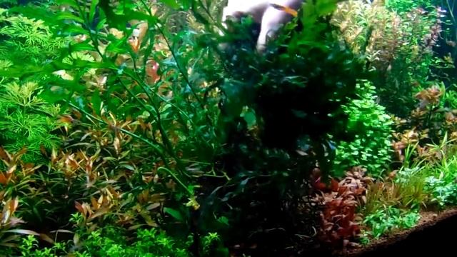 Bolbitis heudelotii (low tech növénykalauz) смотреть онлайн