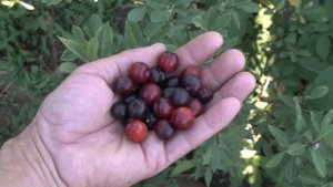 Вишня Бессея