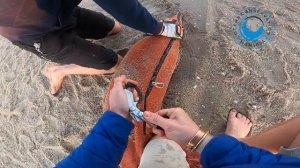 Baby Seal Rescued From Ball Of Fishing Line