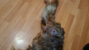 любимые девульки!