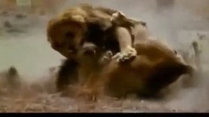 Дикие  Хищники делят территорию Львы дерутся
