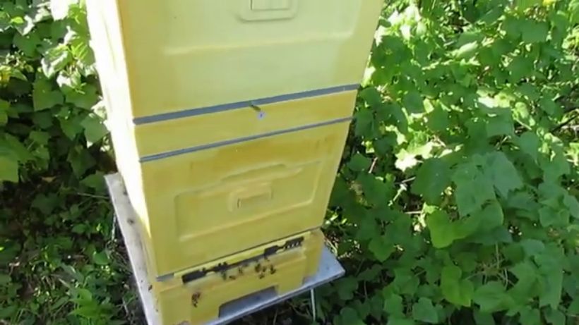 улей Кука, который становится все больше популярным среди пчеловодов - часть 3 - уход от роения