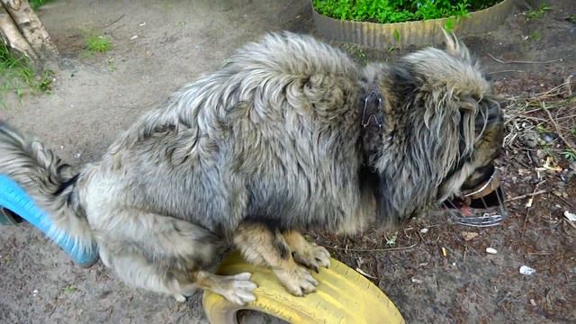 2014.Флора.Кавказец.Послушание.Пробежка.Спорт Футбол - изучаем.Мяч игра. смотреть онлайн