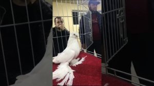 ЭЛИТНАЯ КОЛЛЕКЦИЯ УЗБЕКИСТАНА. Двухчубые голуби. Tauben. Pigeons