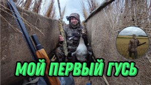Мой первый гусь