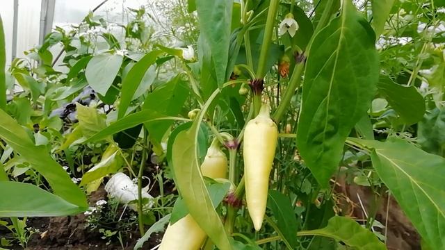 КАК ВЫРАСТИТЬ КРУПНЫЙ МЯСИСТЫЙ ПЕРЕЦ С ТОЛСТОЙ СТЕНКОЙ КАК НА УПАКОВКЕ. ФОРМИРОВКА ПЕРЦА. смотреть онлайн