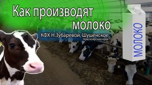 Как производят молоко. Побывал на ферме и сам увидел. #какониэтоделают