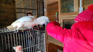 Какаду балуется и танцует!Випуск 1
