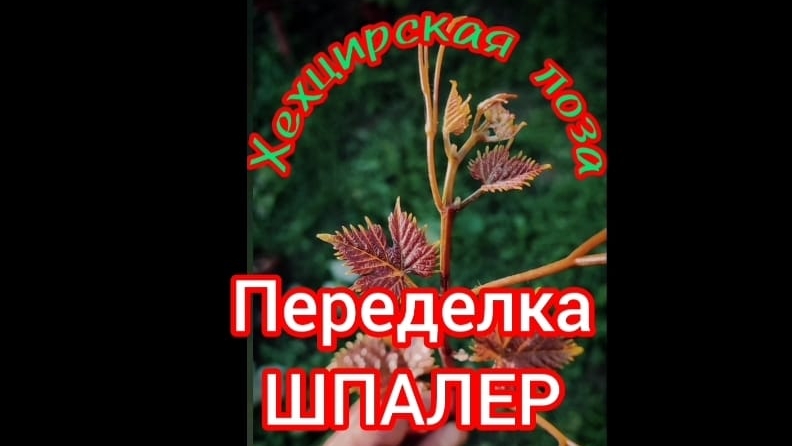 Шпалера для винограда своими руками.