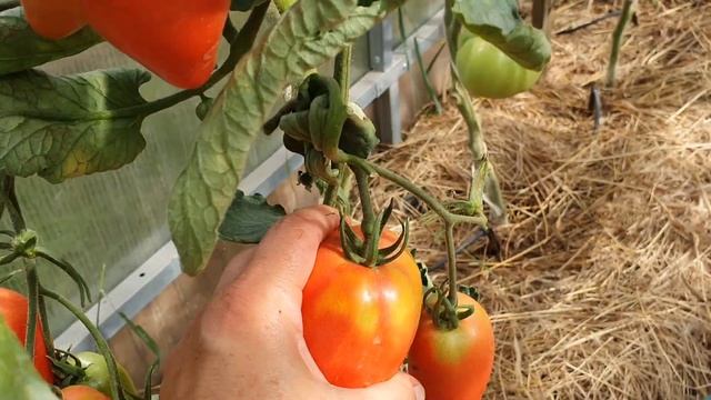 Томат СОЗВЕЗДИЕ БЛИЗНЕЦОВ 2020г смотреть онлайн