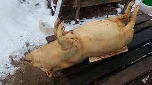 Убой вьетнамского поросёнка.