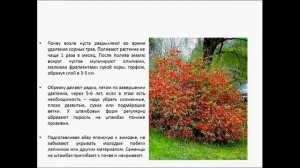 АЙВА ЯПОНСКАЯ