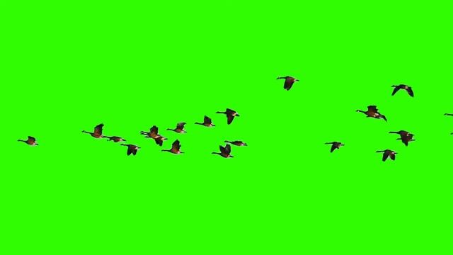 Японские журавли в полёте на хромакее смотреть онлайн