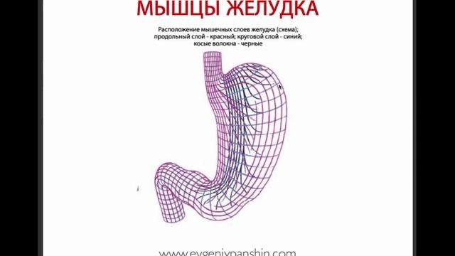 Пищеварительная система человека